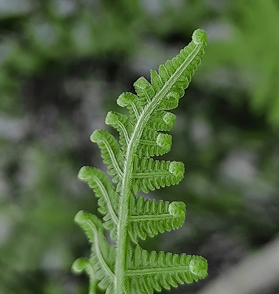Alison1_0001_ariyaan-photography-kRnKy4ATSzw-unsplash